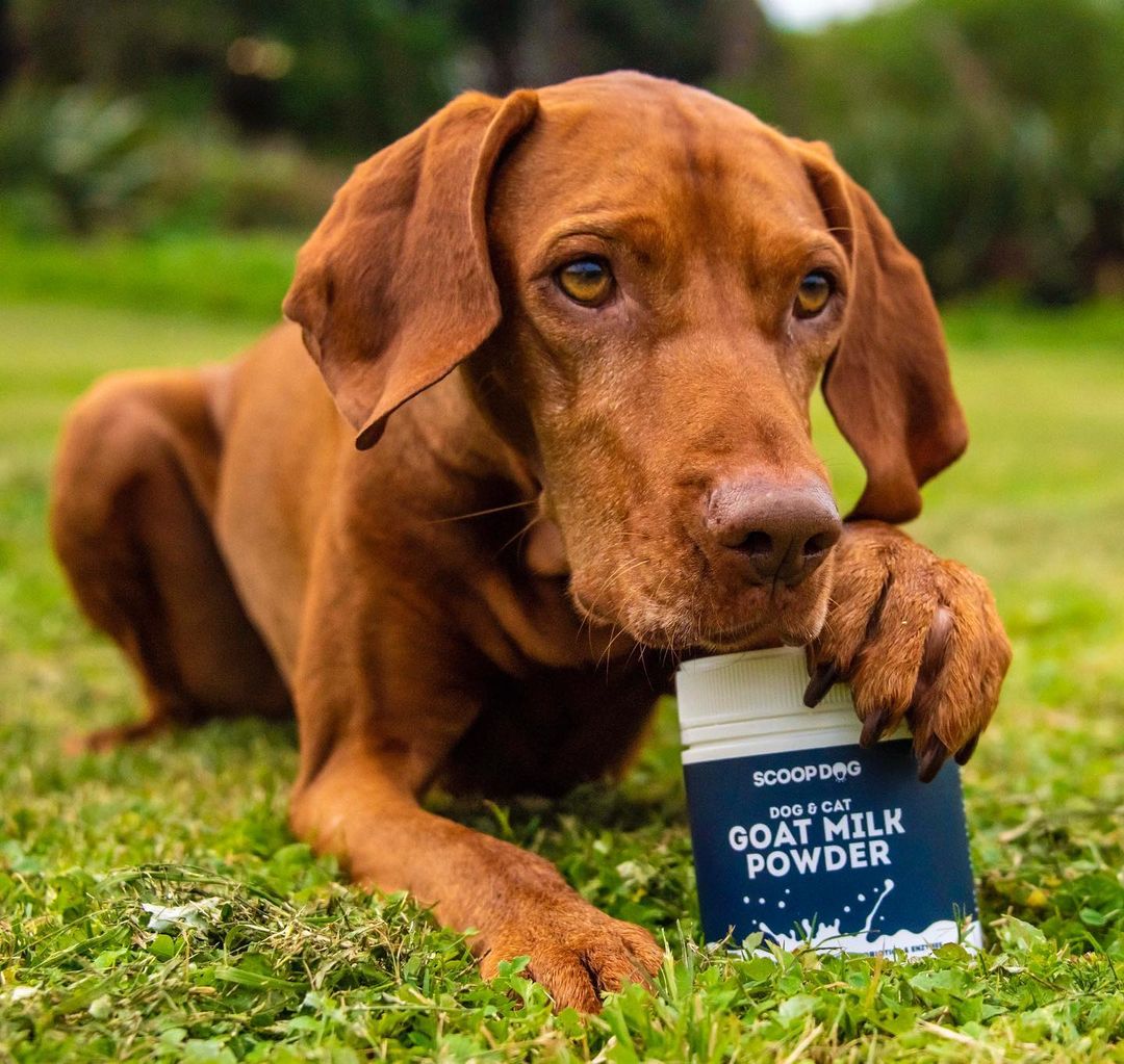 Goat Milk Powder 230g - 15% EXTRA FREE!