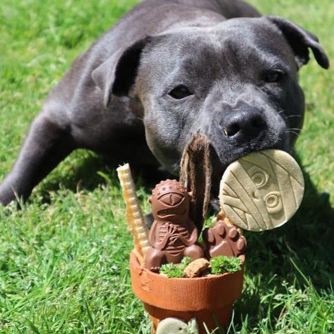 Choccy Ice Cream Mix - Scoop Dog