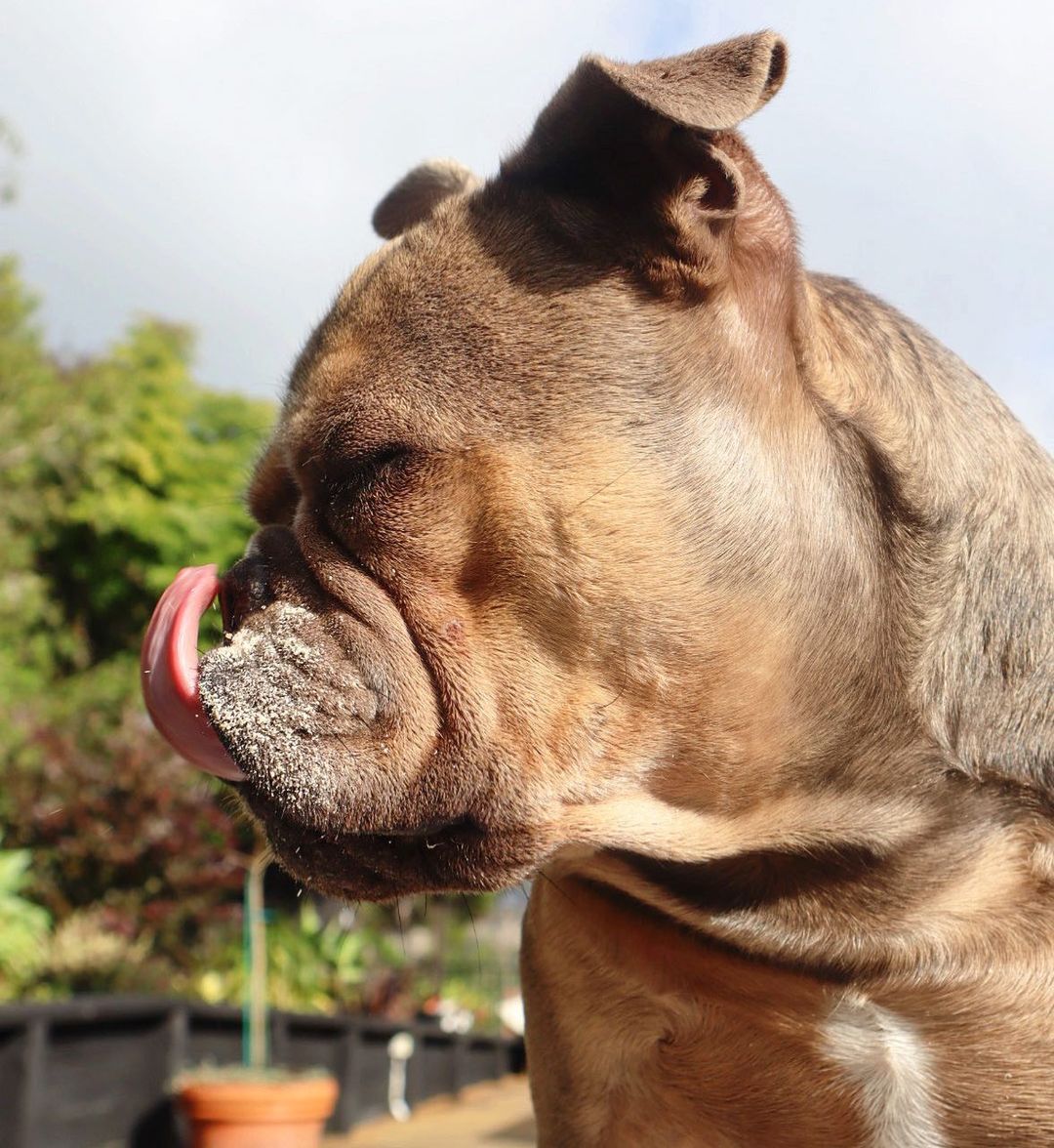 Vanilla Ice Cream Mix - Scoop Dog