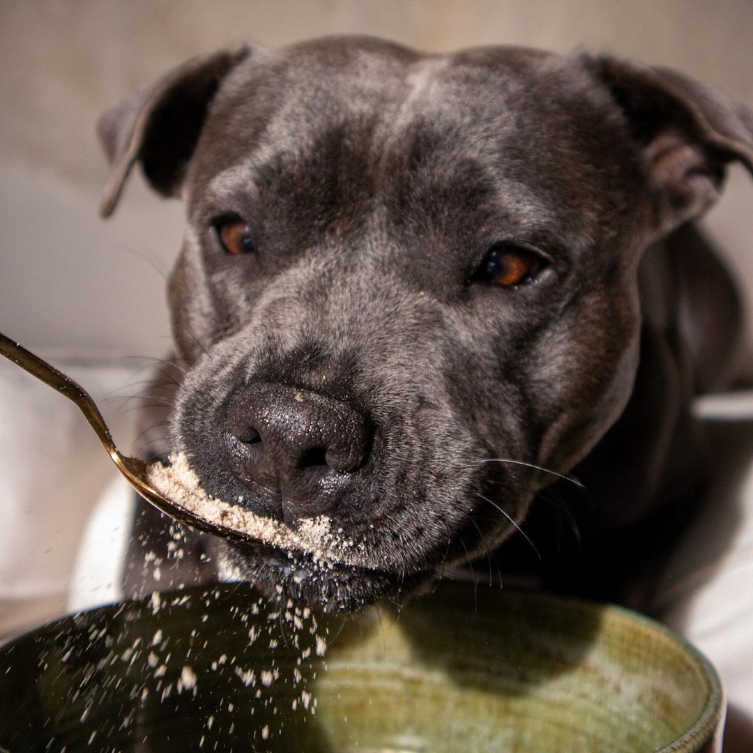 Hot Choccy Tub - Scoop Dog