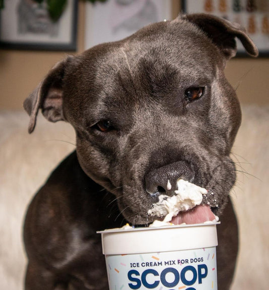 Barkday Ice Cream Mix - Scoop Dog