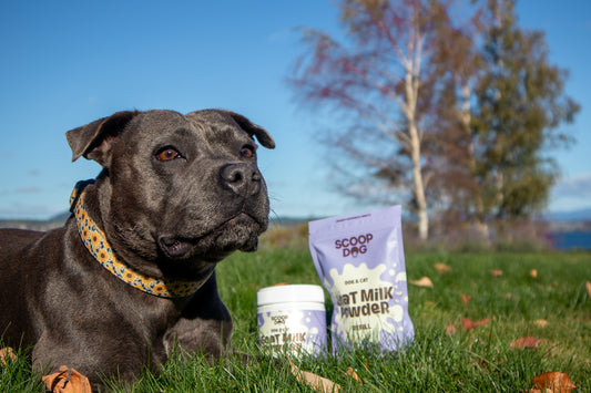 Goat Milk Powder 230g - 15% EXTRA FREE!