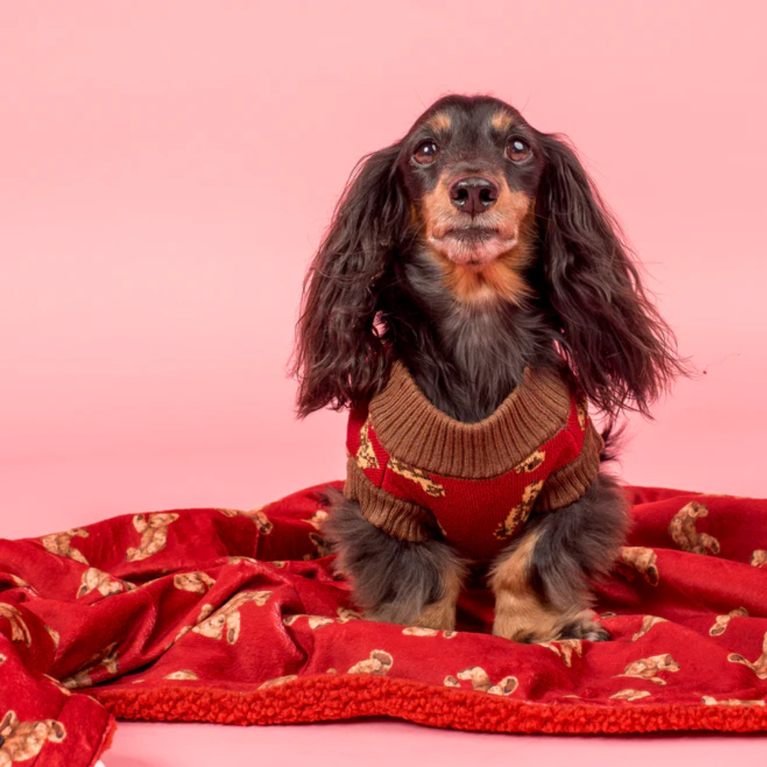 Pablo & Co Henry Bear Dog Blanket