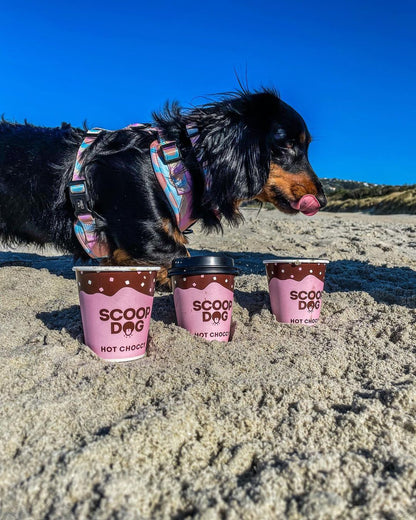 Hot Choccy For Dogs