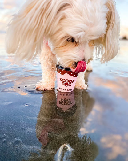 Hot Choccy For Dogs