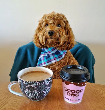 Hot Choccy For Dogs