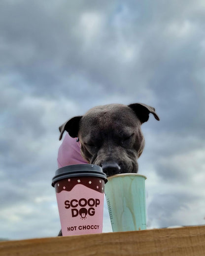 Hot Choccy For Dogs