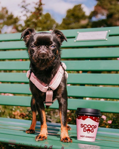 Hot Choccy For Dogs