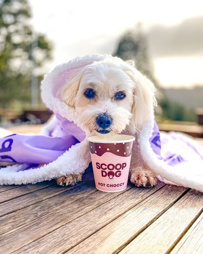 Hot Choccy For Dogs