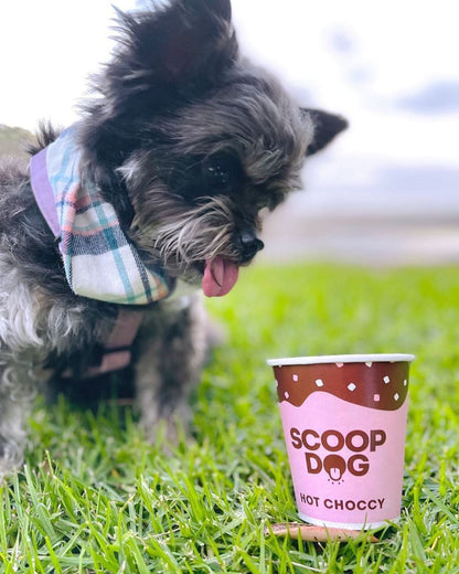 Hot Choccy For Dogs