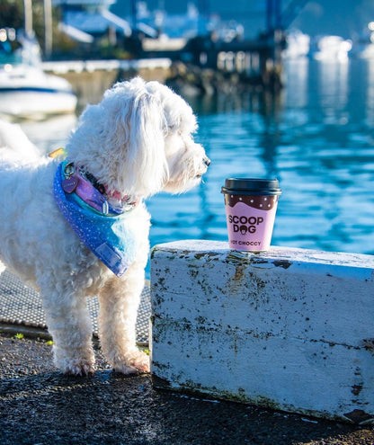 Hot Choccy For Dogs