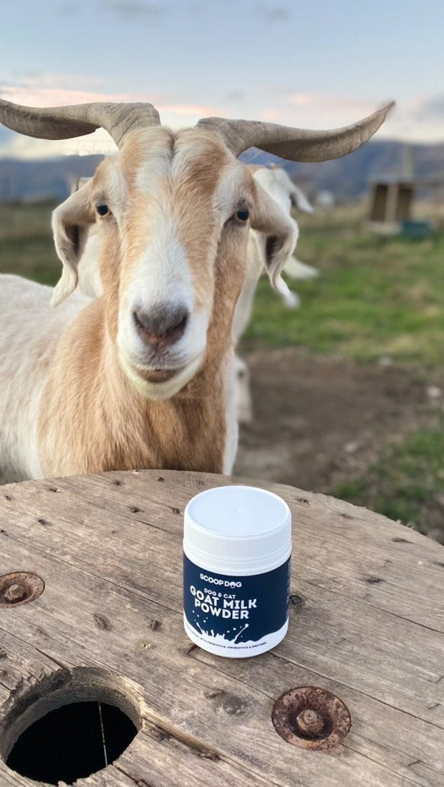 Goat Milk Powder - Scoop Dog  