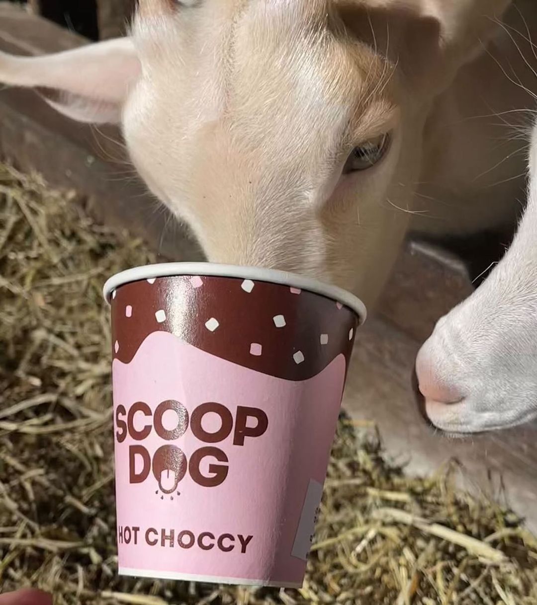 Hot Choccy Drink Mix - Scoop Dog  