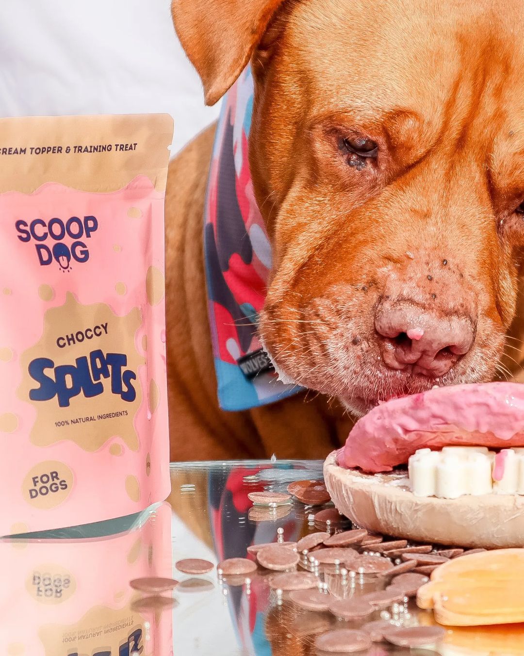 Choccy Splats - Scoop Dog  