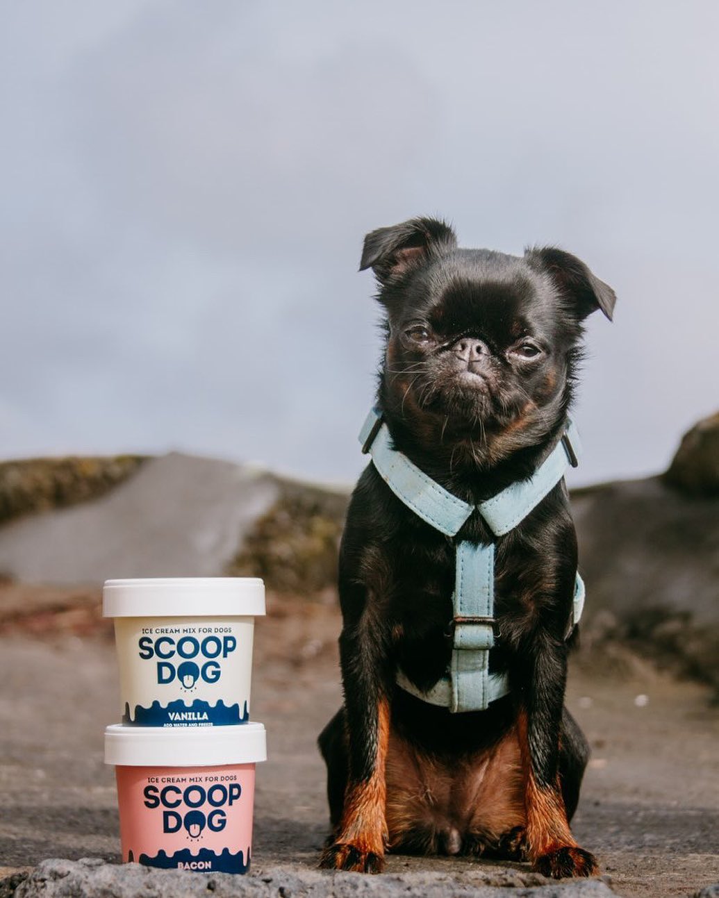 Vanilla Ice Cream Mix - Scoop Dog  