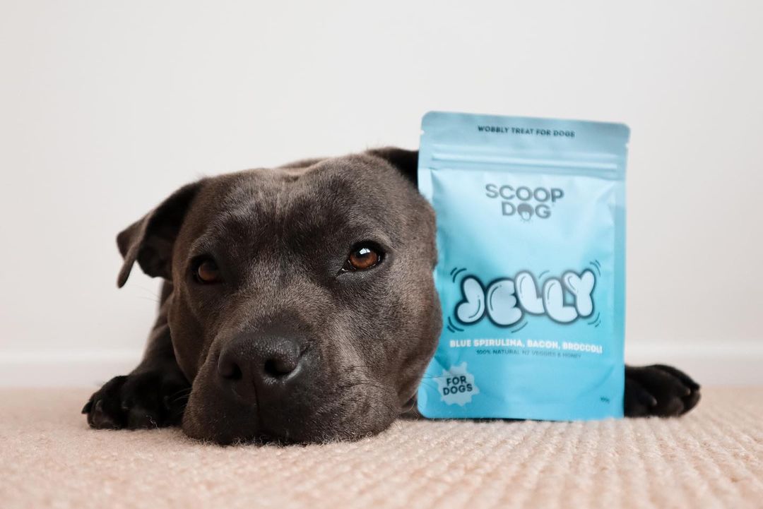 Blue Spirulina Dog Jelly - Scoop Dog  