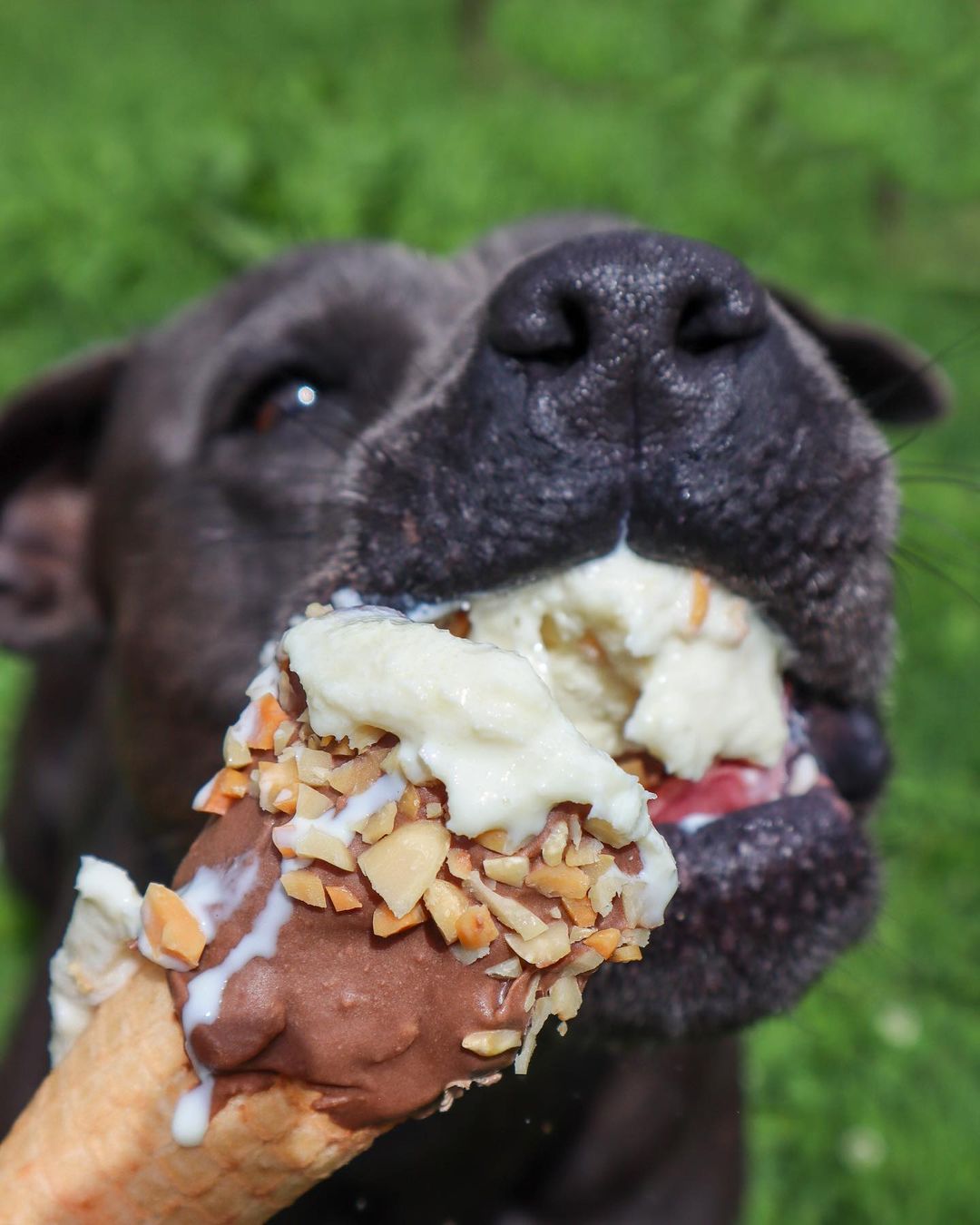 Peanut Butter Ice Cream Mix - Scoop Dog  