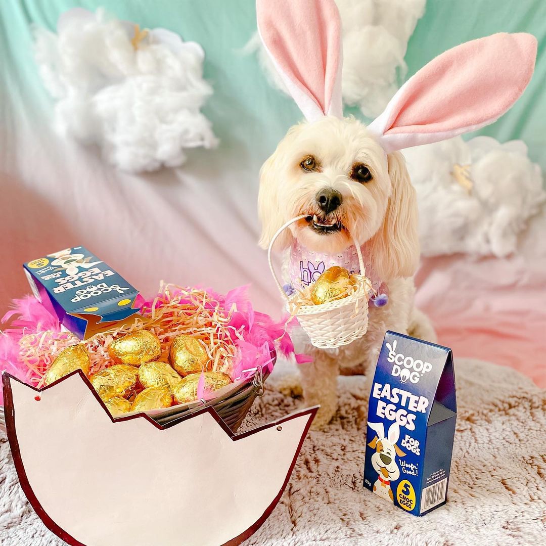 Easter dog outlet treats