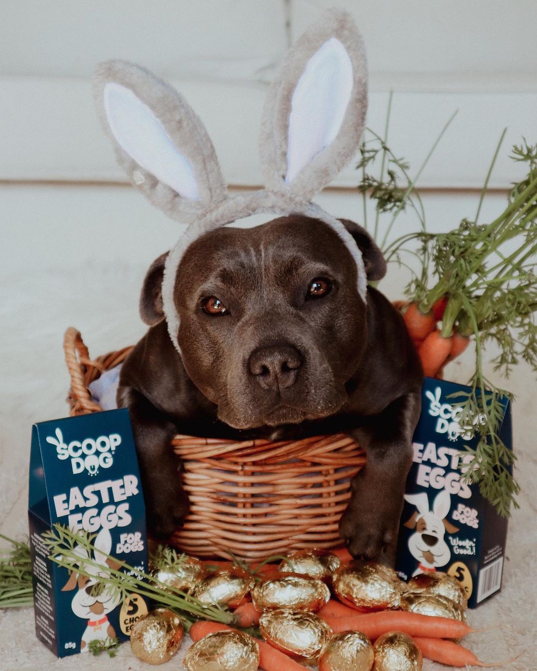Easter Eggs For Dogs - Scoop Dog  