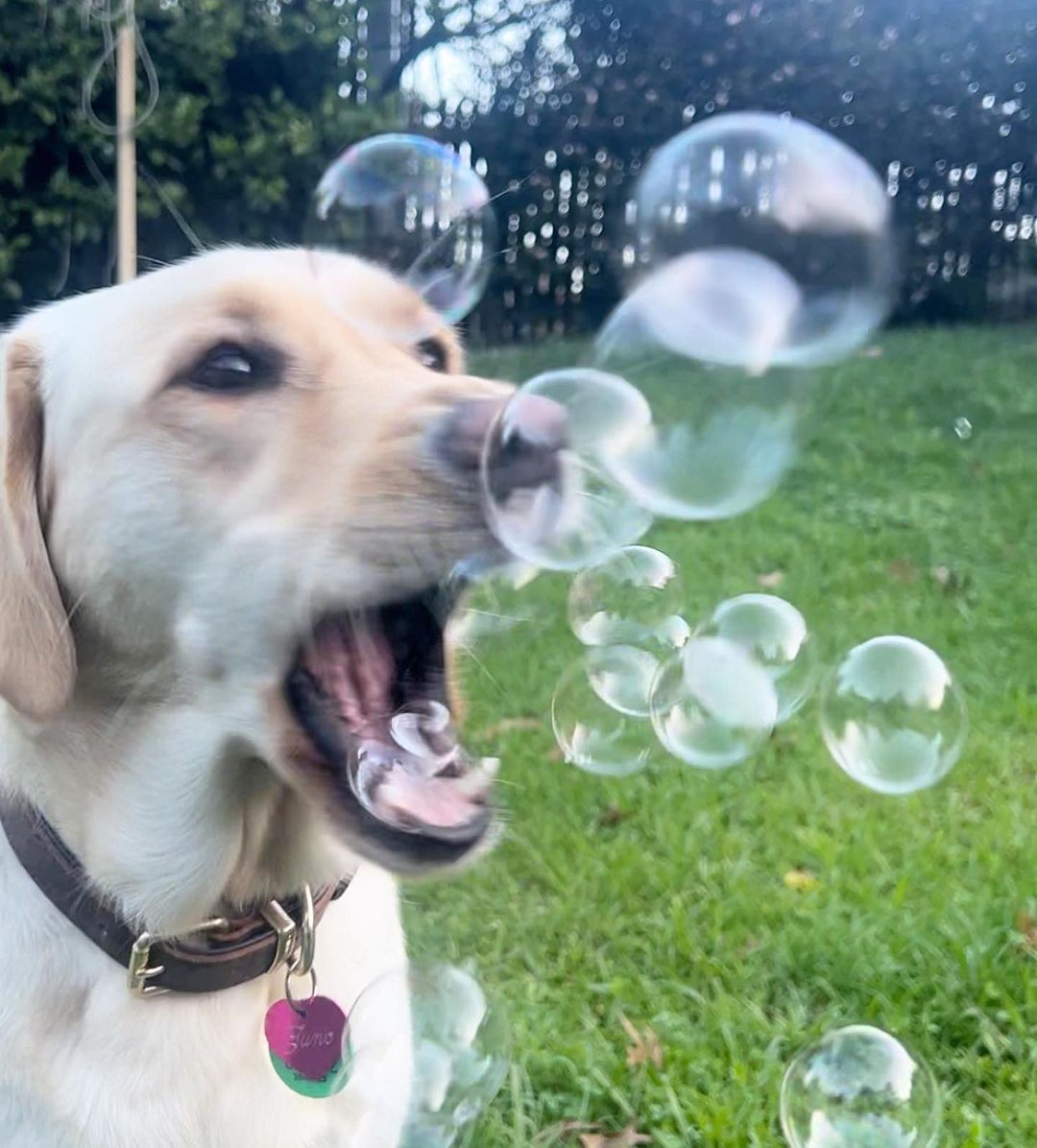 Dog Bubbles - Banana - Scoop Dog  