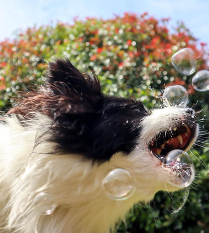 Dog Bubbles - Banana - Scoop Dog  