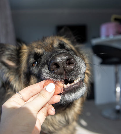 Pink Pitaya Dog Jelly - Scoop Dog  