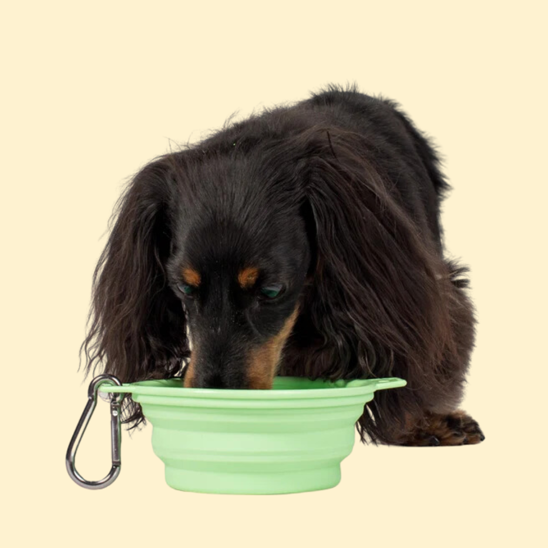 Pablo & Co Collapsible Dog Bowl